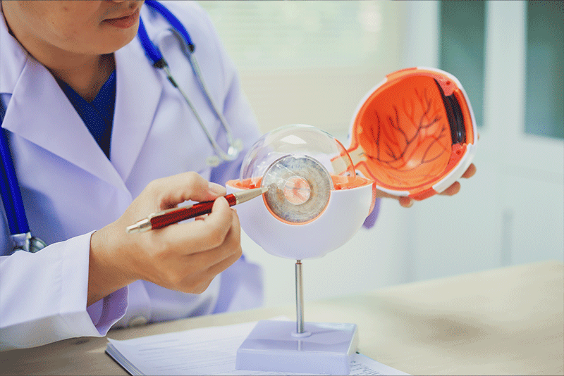 Ophthalmologist explaining eye anatomy and diseases using a 3D eye model.
